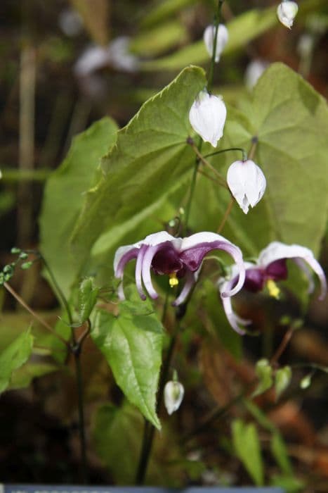 acuminate barrenwort