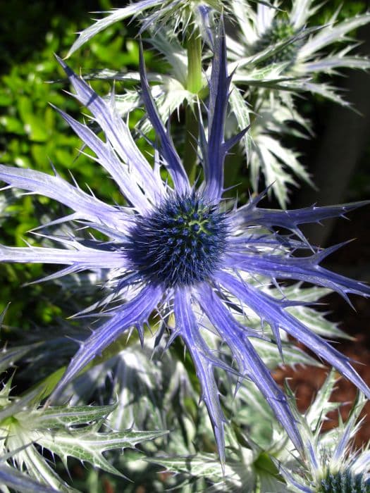 sea holly 'Big Blue'