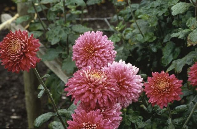 Chrysanthemum 'Nathalie'