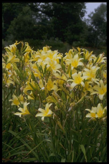 daylily 'Tetrina's Daughter'