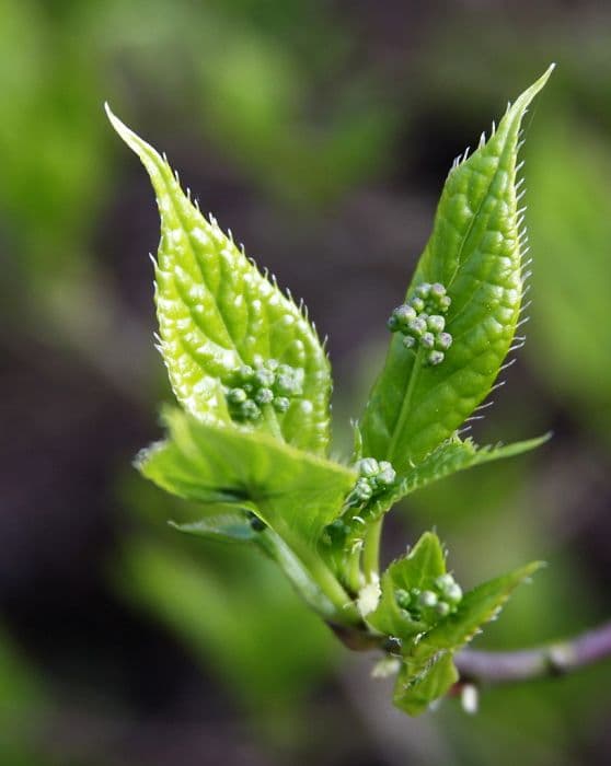 Japanese helwingia