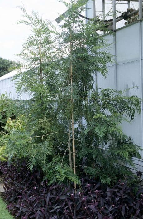 silky oak