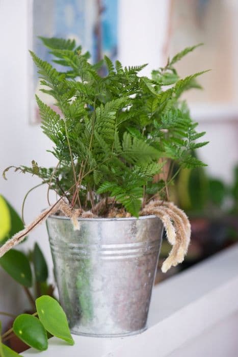 rabbit's foot fern