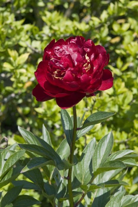 peony 'Buckeye Belle'