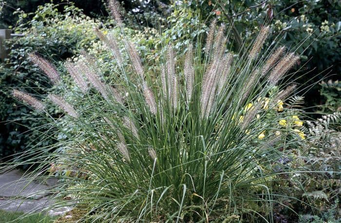 Chinese fountain grass 'Hameln'