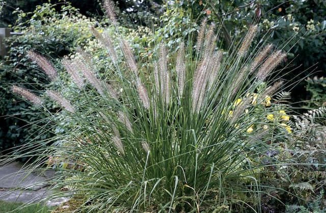 Chinese fountain grass 'Hameln'