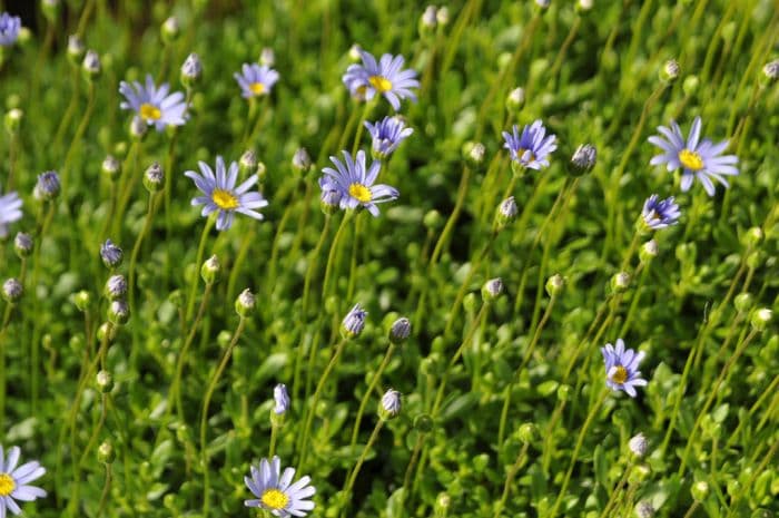 kingfisher daisy