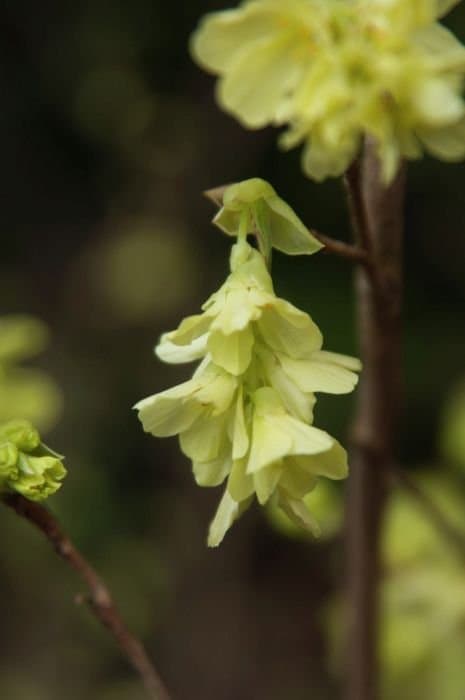 Corylopsis gotoana Makino