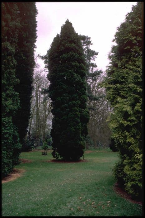 Lawson's cypress 'Fletcheri'