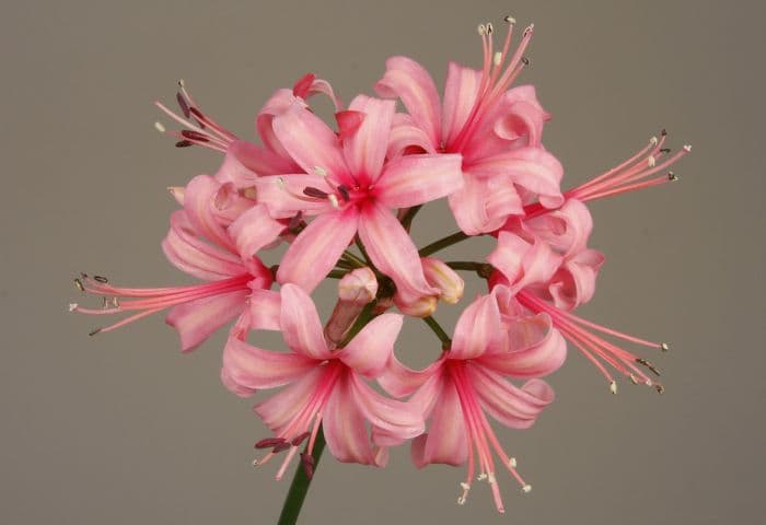 nerine 'Stephanie'