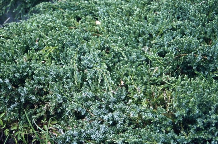 flaky juniper 'Blue Carpet'