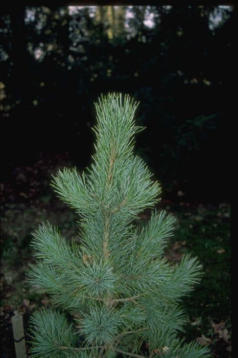 Arolla pine