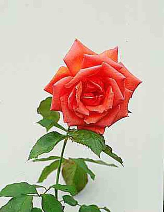 rose 'Climbing Mrs Sam McGredy'