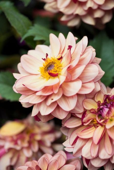 dahlia 'Crème de Cognac'