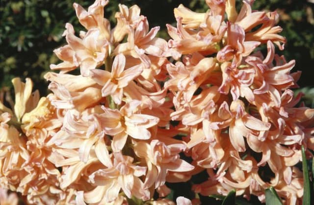 Hyacinth 'Gipsy Queen'