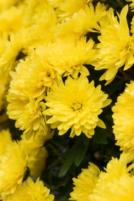 Chrysanthemum 'Conaco Yellow'