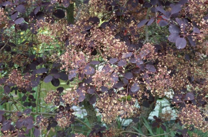 smoke tree 'Royal Purple'