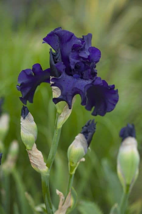 iris 'Dusky Challenger'