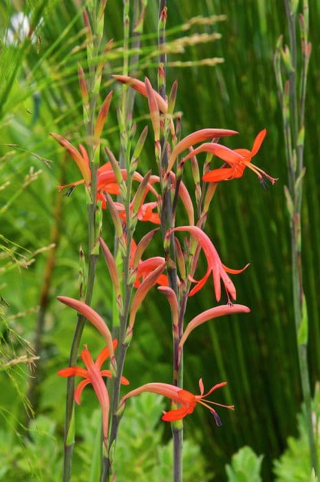 narrow-leaved bugle lily