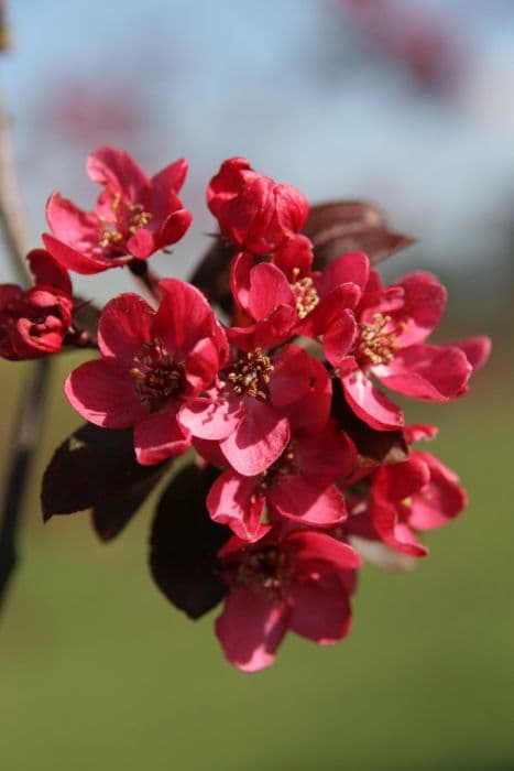 crab apple 'Liset'