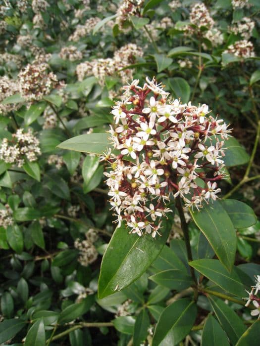 skimmia 'Bronze Knight'