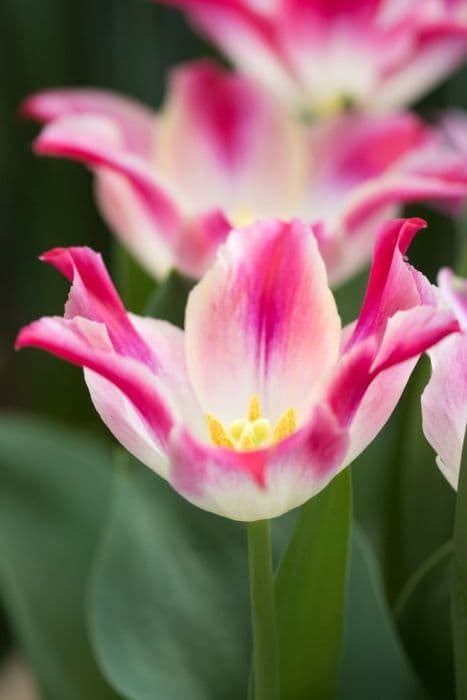 tulip 'Tender Whisper'