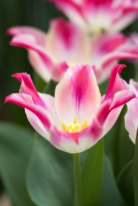Tulip 'Tender Whisper'