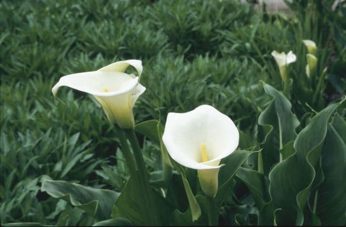 arum lily