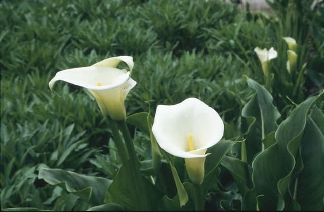 Arum lily