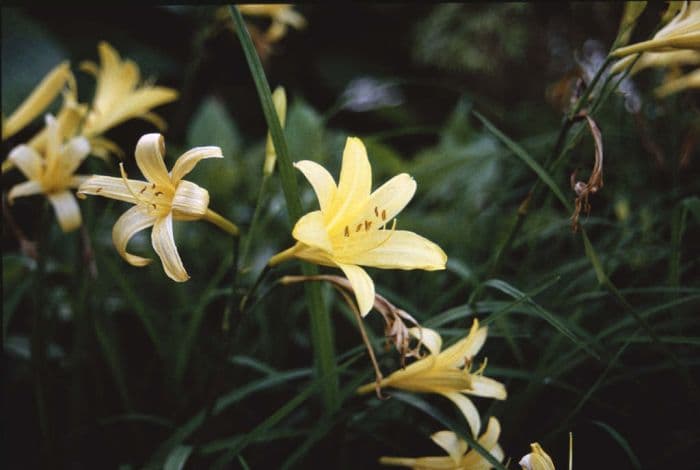 yellow daylily