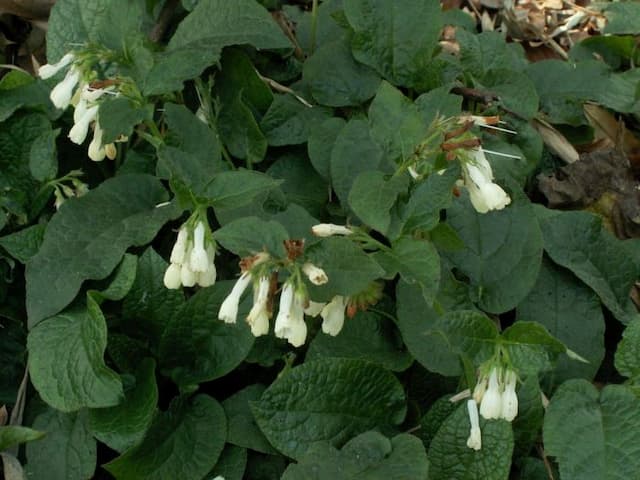 Creeping comfrey