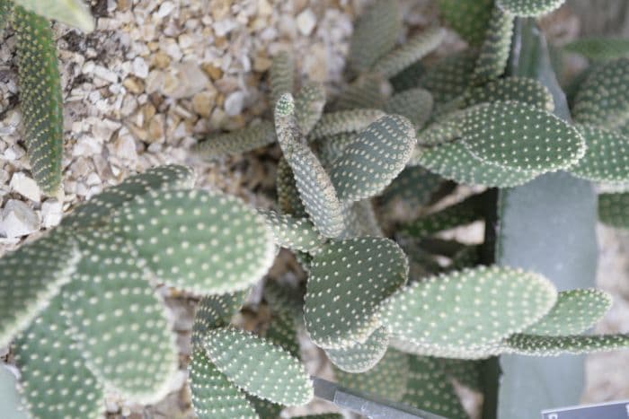 bunny ears cactus