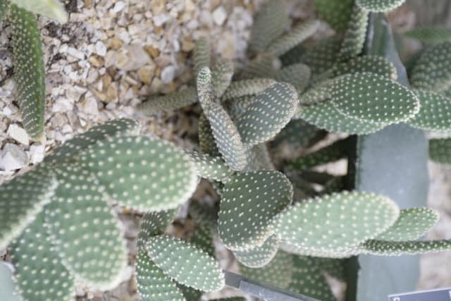 Bunny ears cactus