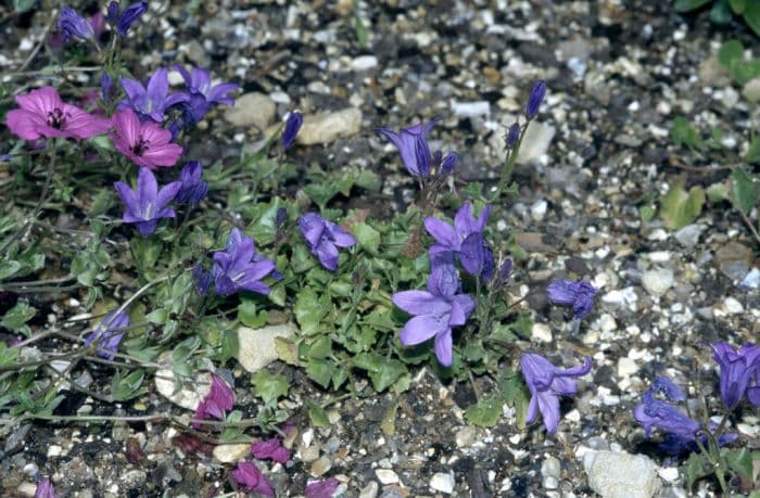 bellflower 'Birch Hybrid'