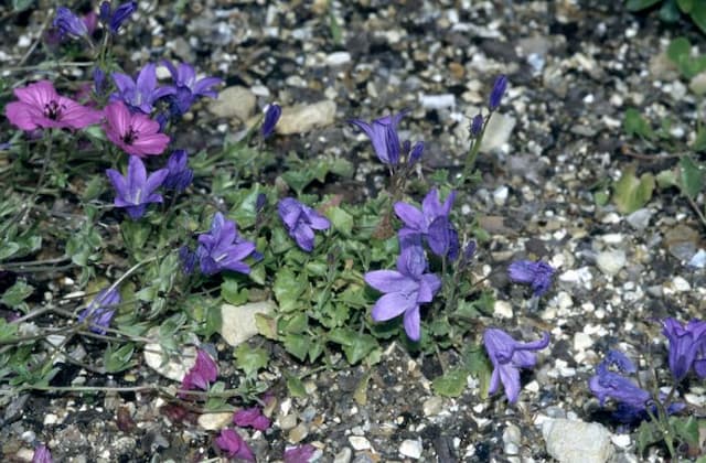 Bellflower 'Birch Hybrid'