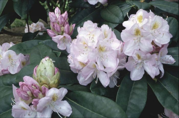 rhododendron 'Gomer Waterer'