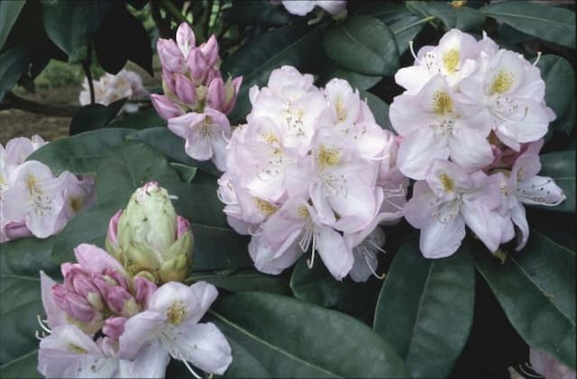 Rhododendron 'Gomer Waterer'