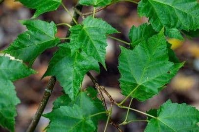 snake-bark maple