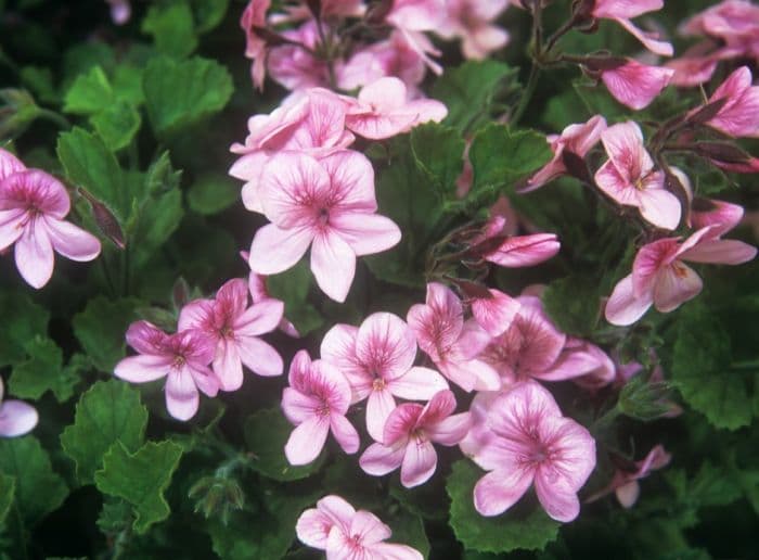 pelargonium 'Fir Trees Echoes of Pink'