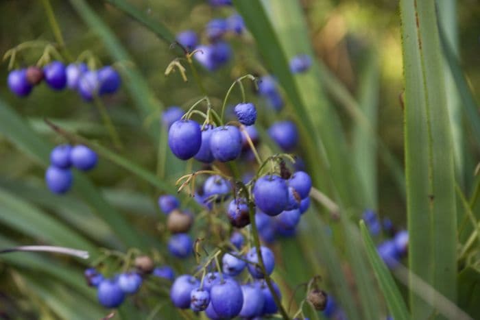 flax lily