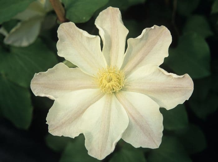 clematis 'Lemon Chiffon'