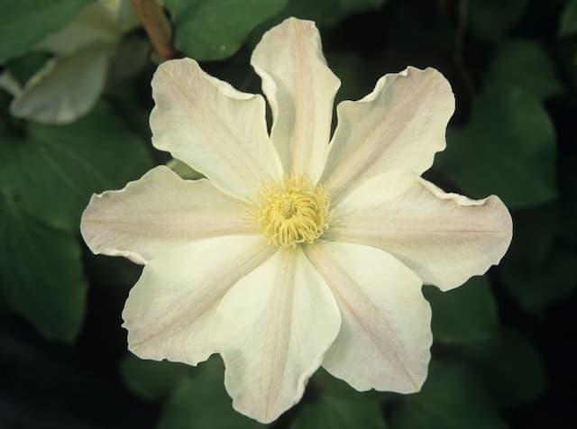 Clematis 'Lemon Chiffon'