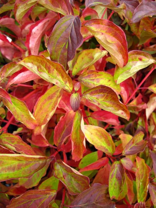 dogwood 'Magic Flame'