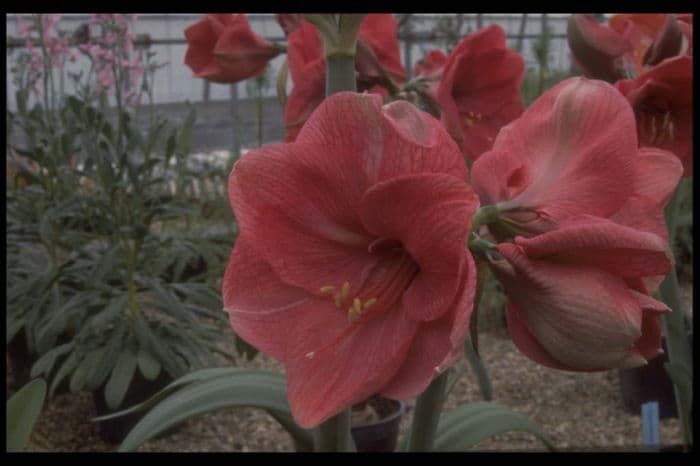 amaryllis 'Bestseller'