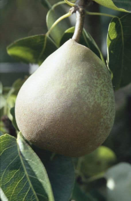 pear 'Beurré Hardy'