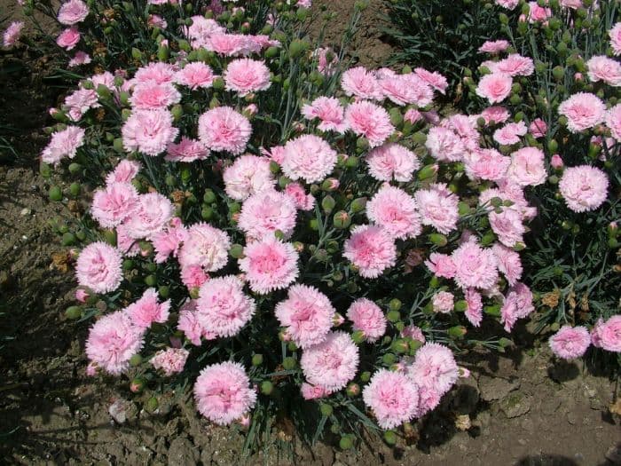 pink 'Devon Flavia'