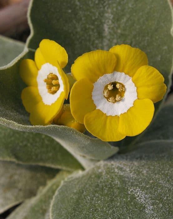 auricula 'Pot o' Gold'