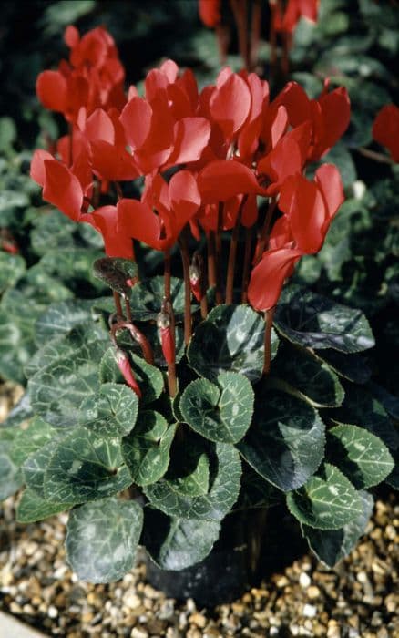 cyclamen 'Laser Scarlet'