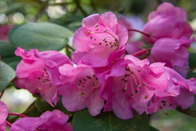 Round-leaved rhododendron