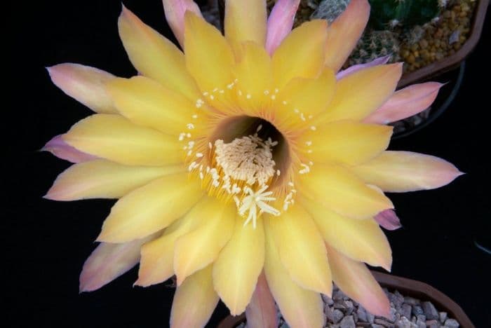 echinopsis 'Sunset'